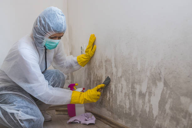 Best Mold Removal Near Me  in Woodville, OH