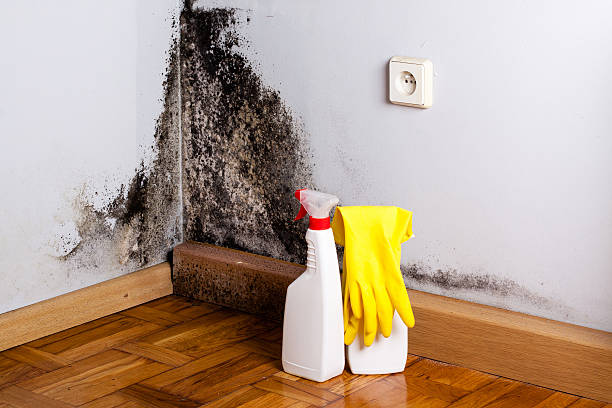 Mold Removal Process in Woodville, OH