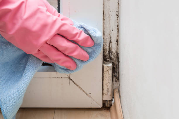 Best Residential Mold Removal  in Woodville, OH
