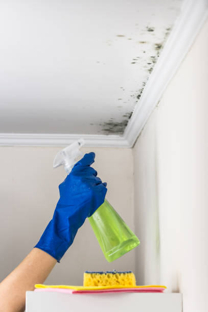 Best Certified Mold Removal  in Woodville, OH